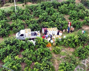 壮大特色农业产业 拓宽农民致富渠道