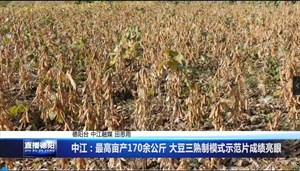 中江：最高亩产170余公斤 大豆三熟制模式示范片成绩亮眼
