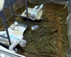 三星堆：检测出猪和牛蛋白质与脂肪残留意味着什么