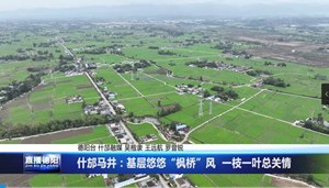 什邡马井：基层悠悠“枫桥”风  一枝一叶总关情