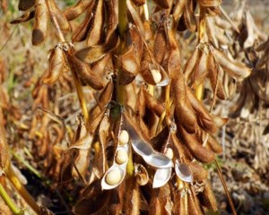 中江：推广“三熟制”种植模式 大豆最高亩产170.46公斤