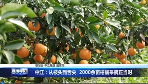 中江：从枝头到舌尖  2000余亩柑橘采摘正当时