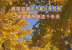 旌阳迎来银杏最佳观赏期