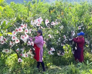 旌阳：田间果园冬管忙 拔节生长促增收