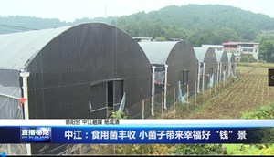 中江：食用菌丰收 小菌子带来幸福好“钱”景