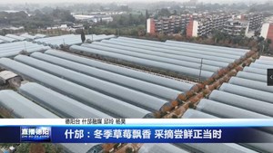 什邡：冬季草莓飘香 采摘尝鲜正当时