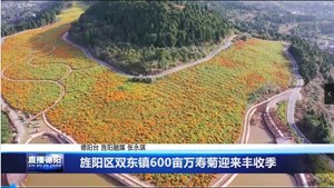旌阳区双东镇600亩万寿菊迎来丰收季