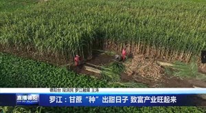 罗江：甘蔗“种”出甜日子 致富产业旺起来