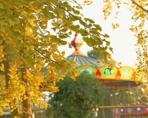 出片率100%，罗江最美银杏“正式上线”！