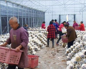 产业振兴助力乡村振兴 鼓起群众“钱袋子”