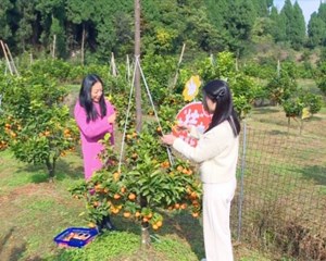 鲜果成熟迎丰收 采摘尝鲜正当时