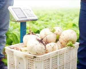  德阳产“圆白胖”萝卜丰收 亩产超5.7吨