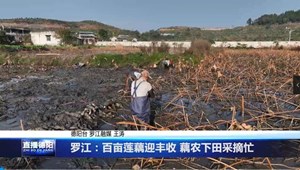 罗江：百亩莲藕迎丰收 藕农下田采摘忙