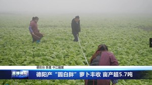 德阳产“圆白胖”萝卜丰收 亩产超5.7吨