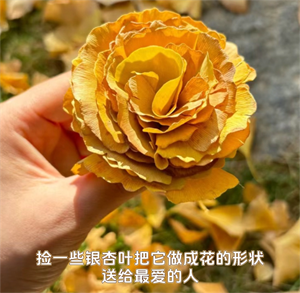 银杏虽美但它“只可远观不可亵玩”，且听主持人细细道来。