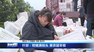 什邡：柑橘满枝头 果农迎丰收