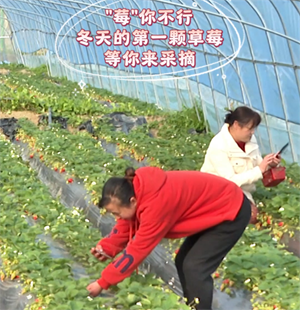 大美德阳·赏花品果系列报道  绵竹新市镇草莓采摘正当时