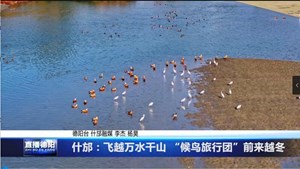 什邡：飞越万水千山 “候鸟旅行团”前来越冬