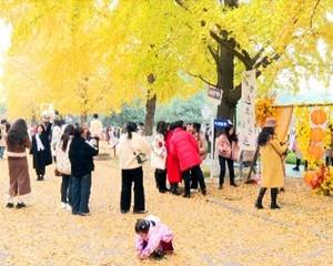 各地银杏迎来最佳观赏期 市民尽享冬日浪漫