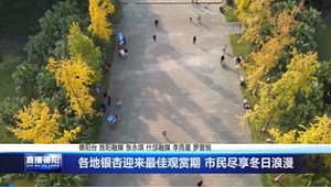各地银杏迎来最佳观赏期 市民尽享冬日浪漫