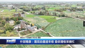 什邡南泉：莲花白喜迎丰收 助农增收采摘忙