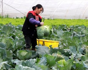 助农增收采摘忙 助力乡村产业兴