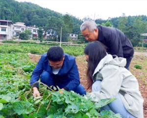 中江：驱虫有实招 成功守护8.1万亩农作物