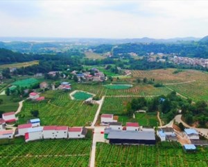 德阳：推进乡村“五大振兴” 拓展农民增收渠道