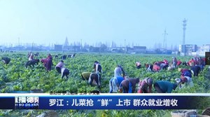 罗江：儿菜抢“鲜”上市 群众就业增收