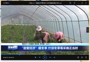 “甜蜜经济”暖冬季 什邡冬草莓采摘正当时