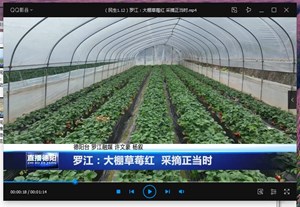 罗江：大棚草莓红  采摘正当时