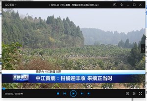 中江黄鹿：柑橘迎丰收 采摘正当时