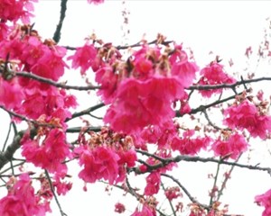 中江：3万余株寒绯樱绽放 吸引游客赏花过节