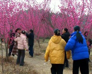中江：梅花盛开迎客来 争奇斗艳闹新春