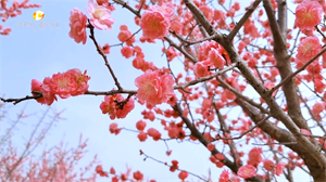 花开德阳①： 与你相约德阳花海  细数满枝桃花