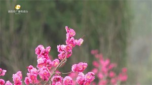 花开德阳②：梅花满枝头 快来打卡拍照吧