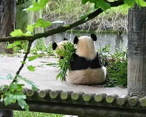 四川这些地方，姓名带“龙”的免费！