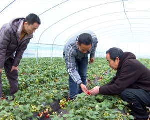 农技服务到地头 防寒抗冻保丰收