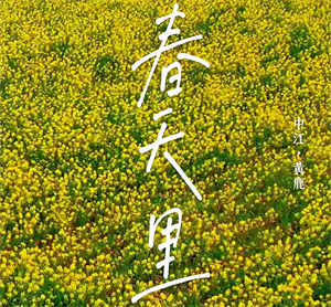 花开德阳⑦：让我们在彩色的花海中撞个满怀