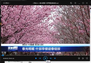 春光明媚 什邡早樱迎春绽放