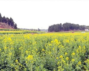 绽放“美丽经济” 踏青赏花正当时