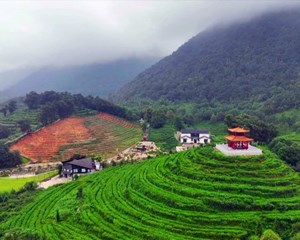 人勤春早采收忙 务工增收“钱景”旺