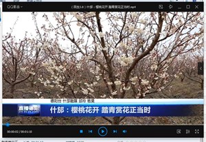 什邡：樱桃花开 踏青赏花正当时