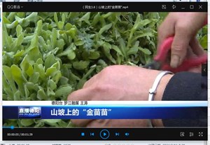 山坡上的“金苗苗” 