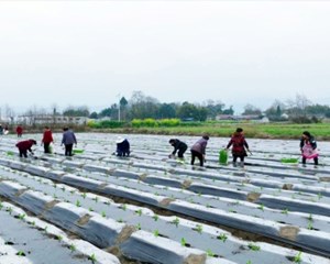 多措并举备春耕 绘就一年好“丰”景