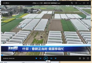 师古镇：春耕正当时 烟苗移栽忙