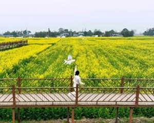 惊艳值Max！油菜花、桃花、樱花……德阳这里藏着绝美花海