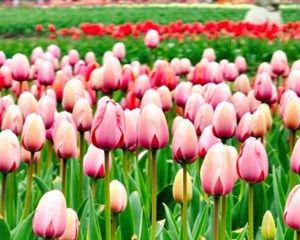 德阳：人勤春早百花开 精神抖擞迎客来