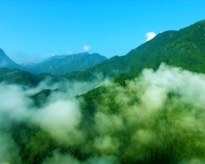 瞄准绿色新质生产力 高质量建设大熊猫国家公园德阳片区
