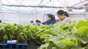 广汉：果蔬育苗“工厂化” 科技赋能促增收